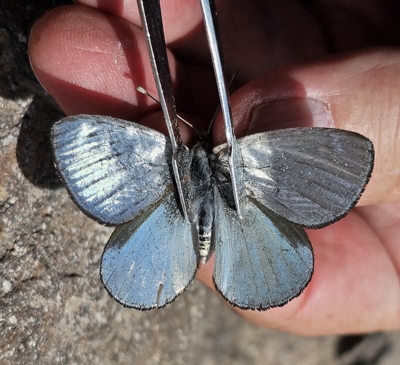 Silver Satyr butterfly.